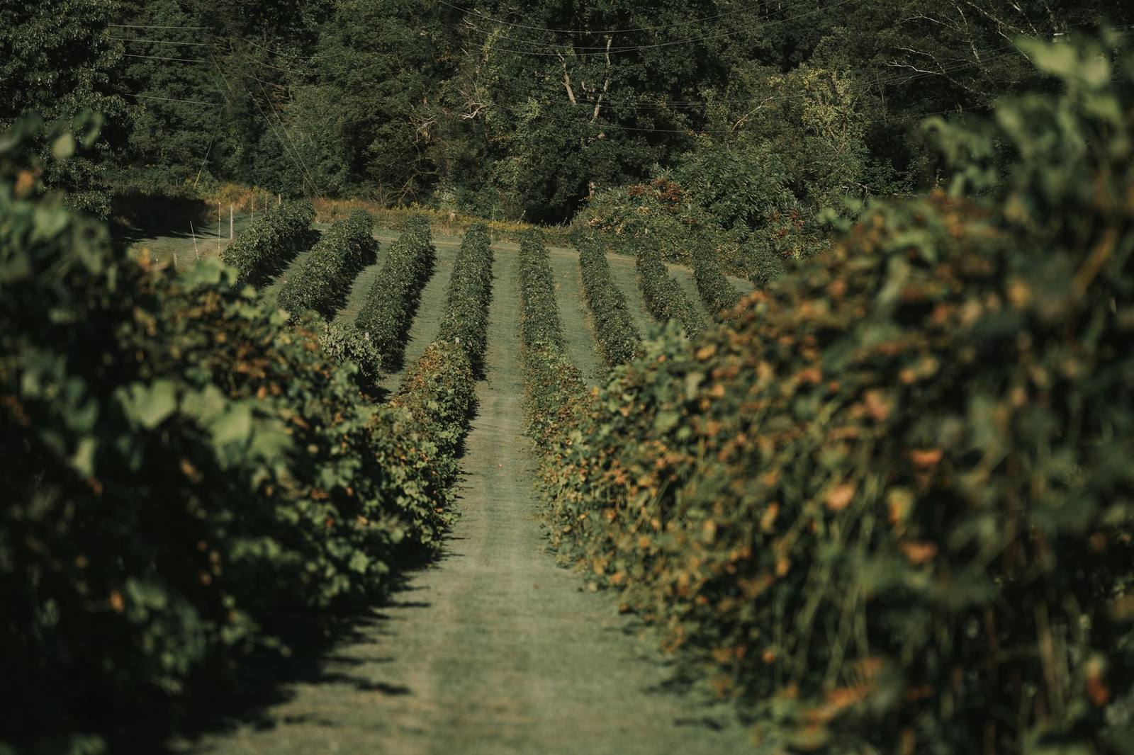 How to plan a Niagara wine tour day from Toronto